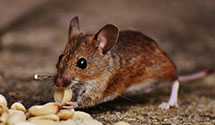 24 Hour & Emergency Exterminators in Saratoga, CA